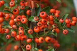 Vuurdoorn (Pyracantha 'Orange Glow') -Planten Verkoopwinkel pyracantha orange glow 10