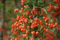 Vuurdoorn (Pyracantha 'Orange Glow') -Planten Verkoopwinkel pyracantha orange glow 11
