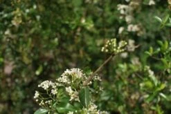 Vuurdoorn (Pyracantha 'Orange Glow') -Planten Verkoopwinkel pyracantha orange glow 2