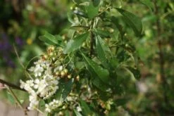 Vuurdoorn (Pyracantha 'Orange Glow') -Planten Verkoopwinkel pyracantha orange glow 3