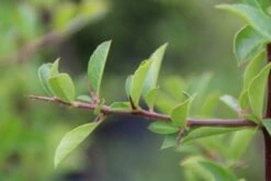 Vuurdoorn (Pyracantha 'Orange Glow') -Planten Verkoopwinkel pyracantha orange glow 4 1