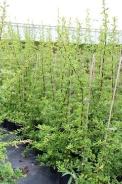 Vuurdoorn (Pyracantha 'Orange Glow') -Planten Verkoopwinkel pyracantha orange glow 6 1