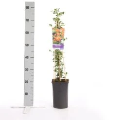 Vuurdoorn (Pyracantha 'Soleil D'Or') -Planten Verkoopwinkel pyracantha soleil d or 1