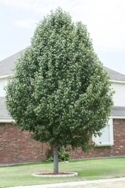 Chinese Sierpeer (Pyrus Calleryana 'Chanticleer') -Planten Verkoopwinkel pyrus calleryana 2