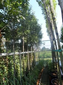 Chinese Sierpeer (Pyrus Calleryana 'Chanticleer') -Planten Verkoopwinkel pyrus calleryana chanticleer 12 14ho cont 1