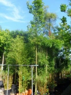 Chinese Sierpeer (Pyrus Calleryana 'Chanticleer') -Planten Verkoopwinkel pyrus calleryana chanticleer 16 18ho cont 2