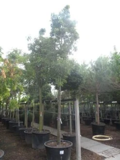 Chinese Sierpeer (Pyrus Calleryana 'Chanticleer') -Planten Verkoopwinkel pyrus calleryana chanticleer 25 30ho c285 1 1