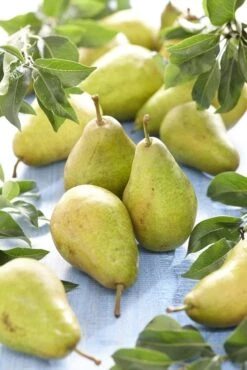 Lei-Peer (Pyrus Communis 'Bonne Louise D'Avranches')