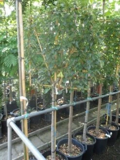 Lei-peer (Pyrus Communis 'Conference') -Planten Verkoopwinkel pyrus communis eetpeer halfstam leivorm 1 1