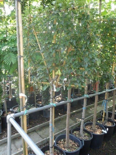 Lei-peer (Pyrus Communis 'Conference') 4 Lei-peer (Pyrus Communis 'Conference') - Afbeelding 4