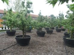 Wilde Perenboom (Pyrus Communis) -Planten Verkoopwinkel pyrus communis eetpeer in soorten oude vormboom c500 1