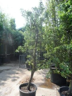 Perenboom (Pyrus Communis 'Gieser Wildeman') -Planten Verkoopwinkel pyrus communis gieser wildeman 250 300 c150 2