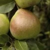 Perenboom (Pyrus Communis 'Saint Remy') -Planten Verkoopwinkel pyrus communis saint remy 2