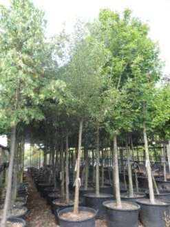 Perenboom (Pyrus Communis 'Gieser Wildeman') -Planten Verkoopwinkel pyrus communis williams 18 20ho c160