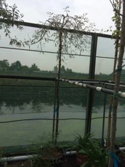 Treursierpeer (Pyrus Salicifolia 'Pendula') -Planten Verkoopwinkel pyrus sal. pendula 12 14cm 1 1