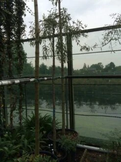 Treursierpeer (Pyrus Salicifolia 'Pendula') -Planten Verkoopwinkel pyrus sal. pendula 12 14cm 2 1