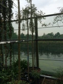 Treursierpeer (Pyrus Salicifolia 'Pendula') -Planten Verkoopwinkel pyrus sal pendula 1 1