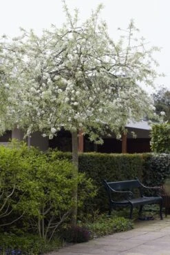 Treursierpeer (Pyrus Salicifolia 'Pendula') -Planten Verkoopwinkel pyrus salicifolia pendula 1