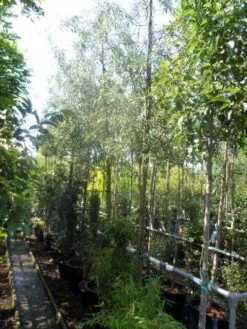 Treursierpeer (Pyrus Salicifolia 'Pendula') -Planten Verkoopwinkel pyrus salicifolia pendula 12 14 16ho doorgaande kop 1 1