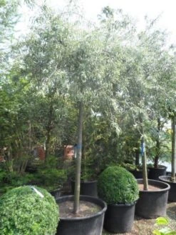 Treursierpeer (Pyrus Salicifolia 'Pendula') -Planten Verkoopwinkel pyrus salicifolia pendula 20 25ho c200 1