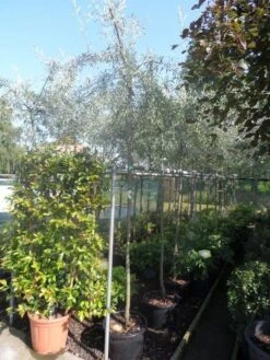 Treursierpeer (Pyrus Salicifolia 'Pendula') -Planten Verkoopwinkel pyrus salicifolia pendula 8 10ho c25 1