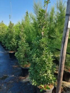 Zuileik (Quercus X Bimundorum 'Crimson Spire') -Planten Verkoopwinkel quercus crimson spire 175200 cm 1