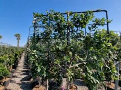 Steeneik Leirek Op Halfstam (Quercus Ilex) 6 Steeneik Leirek Op Halfstam (Quercus Ilex) -Planten Verkoopwinkel quercus ilex 100cm stam spaliera 3 1 2