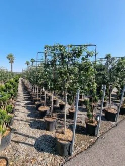 Steeneik Leirek Op Halfstam (Quercus Ilex) -Planten Verkoopwinkel quercus ilex 100cm stam spaliera 4 1