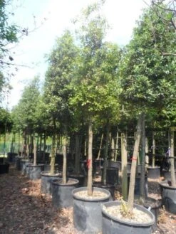 Steeneik Als Boom (Quercus Ilex) -Planten Verkoopwinkel quercus ilex 20 25ho c200 1