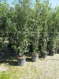 Steeneik Meerstammig (Quercus Ilex) -Planten Verkoopwinkel quercus ilex 200 250meerstammig 1