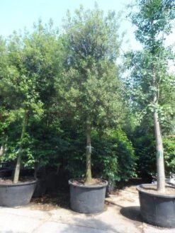 Steeneik Als Boom (Quercus Ilex) 33 Steeneik Als Boom (Quercus Ilex) -Planten Verkoopwinkel quercus ilex 30 35 40ho cont 2