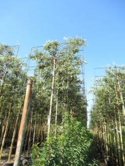 Steeneik Als Leiboom (Quercus Ilex) -Planten Verkoopwinkel quercus ilex 8 10 leivorm 3