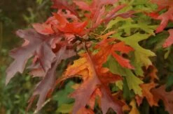 Moeraseik (Quercus Palustris) -Planten Verkoopwinkel quercus palustris 1