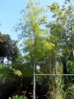 Moeraseik (Quercus Palustris) -Planten Verkoopwinkel quercus palustris 14 16 18ho cont