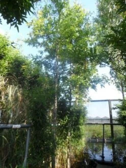 Moeraseik (Quercus Palustris) -Planten Verkoopwinkel quercus palustris 16 18ho cont