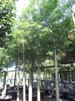 Moeraseik (Quercus Palustris) -Planten Verkoopwinkel quercus palustris 25 30ho c250 extra