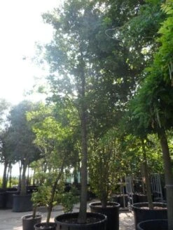 Moeraseik (Quercus Palustris) -Planten Verkoopwinkel quercus palustris 40 50ho c1000