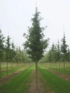 Grote Zomereik (Quercus Robur) -Planten Verkoopwinkel quercus robur s 20 25