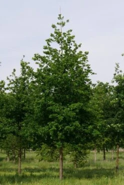 Grote Zomereik (Quercus Robur) -Planten Verkoopwinkel quercus robur s 30 35