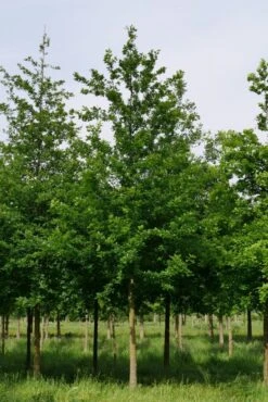 Grote Zomereik (Quercus Robur) -Planten Verkoopwinkel quercus robur s 35 40