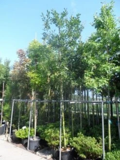 Zomereik (Quercus Robur) -Planten Verkoopwinkel quercus robur 10 12 14ho cont