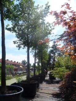 Zomereik (Quercus Robur) -Planten Verkoopwinkel quercus robur 35 40ho c750 1