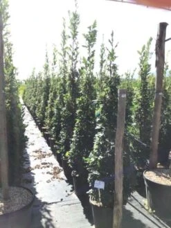 Zomereik Als Zuilboom (Quercus Robur 'Fastigiata') -Planten Verkoopwinkel quercus robur fastigiata 175 200 c30