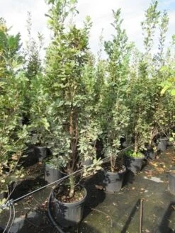 Zomereik Als Zuilboom (Quercus Robur 'Fastigiata') -Planten Verkoopwinkel quercus robur fastigiata koster 200 250