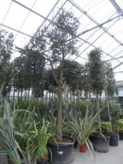 Kurkeik (Quercus Suber) -Planten Verkoopwinkel quercus suber