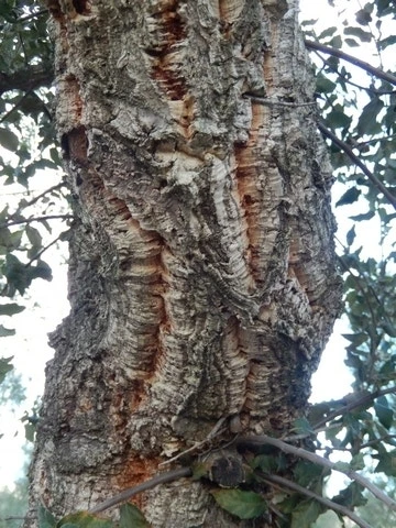 Kurkeik (Quercus Suber) 7 Kurkeik (Quercus Suber) - Afbeelding 7