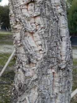 Kurkeik (Quercus Suber) -Planten Verkoopwinkel quercus suber 3 2