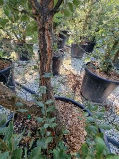 Kurkeik Meerstammig (Quercus Suber) -Planten Verkoopwinkel quercus suber meerstammig 1 2