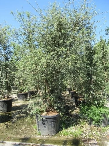 Kurkeik Meerstammig (Quercus Suber) 1 Kurkeik Meerstammig (Quercus Suber)