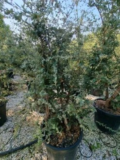 Kurkeik Meerstammig (Quercus Suber) -Planten Verkoopwinkel quercus suber meerstammig 2 1 2
